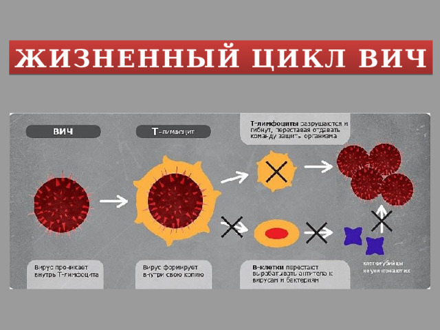 ЖИЗНЕННЫЙ ЦИКЛ ВИЧ 