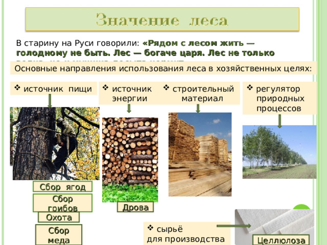 В старину на Руси говорили: «Рядом с лесом жить — голодному не быть. Лес — богаче царя. Лес не только волка, но и мужика досыта кормит» . Основные направления использования леса в хозяйственных целях:  регулятор  источник пищи  строительный  источник  материал  энергии  природных  процессов Сбор ягод Сбор грибов Дрова Охота  сырьё для производства Сбор меда Целлюлоза 