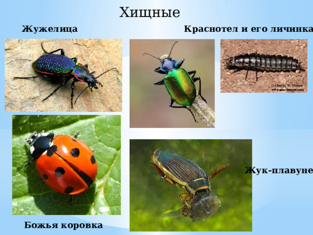 Хищные Краснотел и его личинка Жужелица Жук-плавунец Божья коровка 