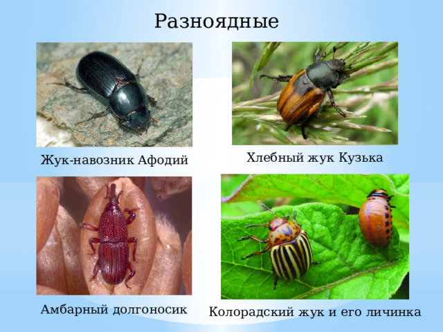 Разноядные Хлебный жук Кузька Жук-навозник Афодий Амбарный долгоносик Колорадский жук и его личинка 