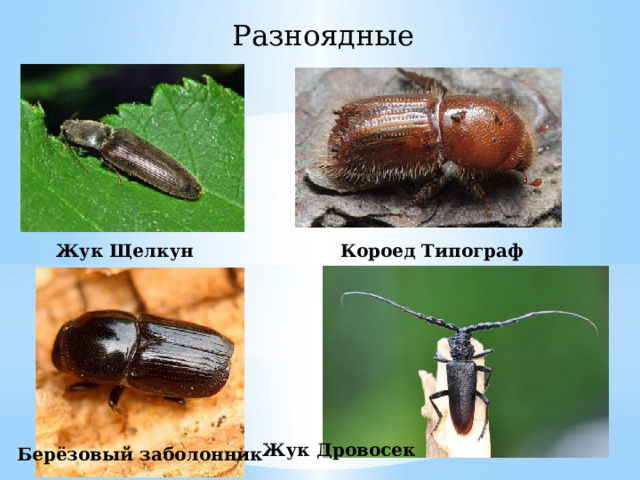 Разноядные Жук Щелкун Короед Типограф Жук Дровосек Берёзовый заболонник 