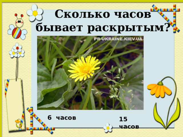 Сколько часов бывает раскрытым? 6 часов  15 часов 