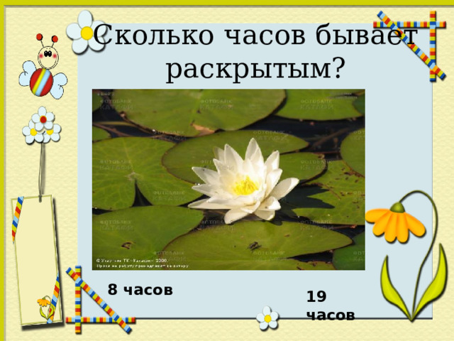 Сколько часов бывает раскрытым? 8 часов 19 часов 
