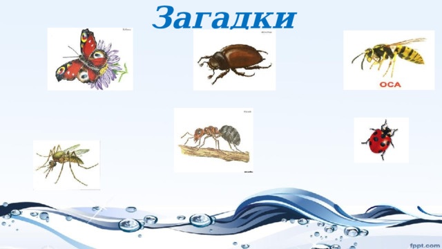 Загадки 
