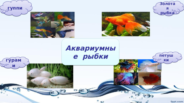 гуппи Золотая рыбка Аквариумные рыбки петушки гурами 
