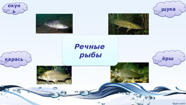 щука окунь Речные рыбы ёрш карась 