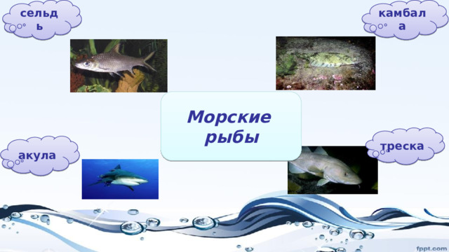 сельдь камбала Морские рыбы треска акула 