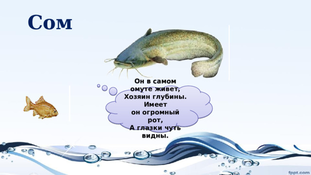 Сом  Он в самом омуте живет,  Хозяин глубины.  Имеет он огромный рот,  А глазки чуть видны.   