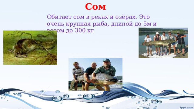 Сом Обитает сом в реках и озёрах. Это очень крупная рыба, длиной до 5м и весом до 300 кг 