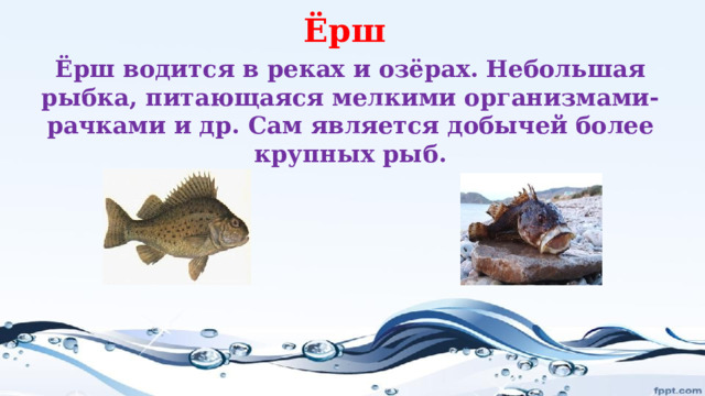 Ёрш Ёрш водится в реках и озёрах. Небольшая рыбка, питающаяся мелкими организмами- рачками и др. Сам является добычей более крупных рыб. 