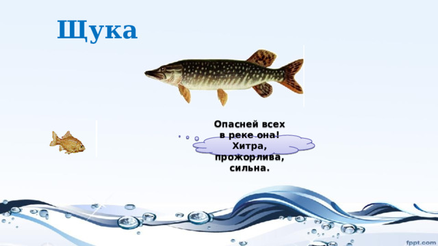 Щука Опасней всех в реке она!  Хитра, прожорлива, сильна. 