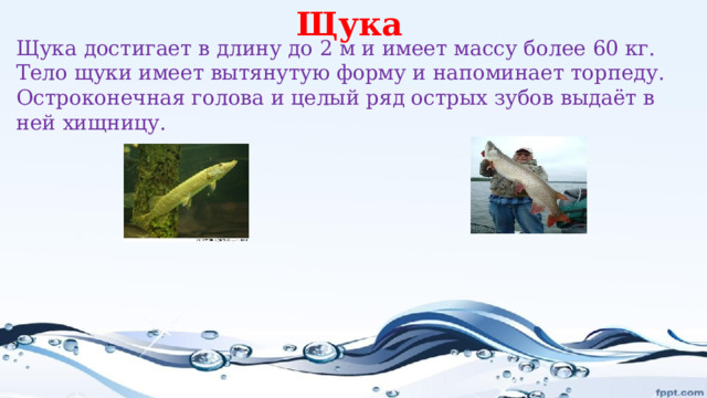 Щука Щука достигает в длину до 2 м и имеет массу более 60 кг. Тело щуки имеет вытянутую форму и напоминает торпеду. Остроконечная голова и целый ряд острых зубов выдаёт в ней хищницу.  