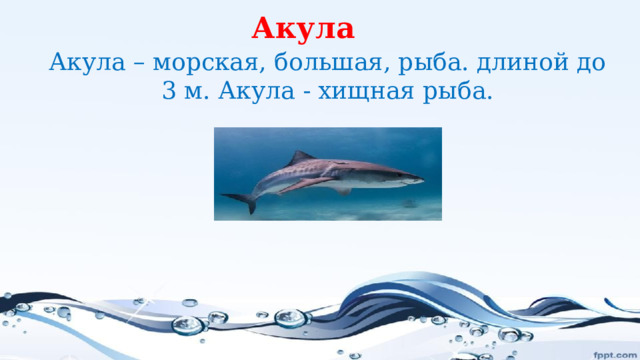 Акула Акула – морская, большая, рыба. длиной до 3 м. Акула - хищная рыба. 