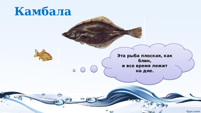 Камбала  Эта рыба плоская, как блин,  и все время лежит на дне.   