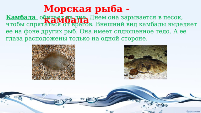 Морская рыба -камбала Камбала  обитает на дне. Днем она зарывается в песок, чтобы спрятаться от врагов. Внешний вид камбалы выделяет ее на фоне других рыб. Она имеет сплющенное тело. А ее глаза расположены только на одной стороне. 