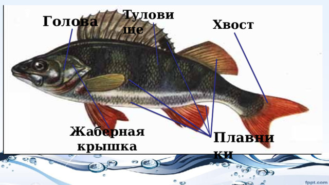 Туловище Голова Хвост Жаберная крышка Плавники  