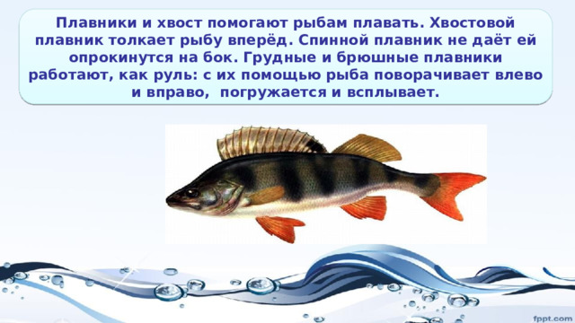 Плавники и хвост помогают рыбам плавать. Хвостовой плавник толкает рыбу вперёд. Спинной плавник не даёт ей опрокинутся на бок. Грудные и брюшные плавники работают, как руль: с их помощью рыба поворачивает влево и вправо, погружается и всплывает. 