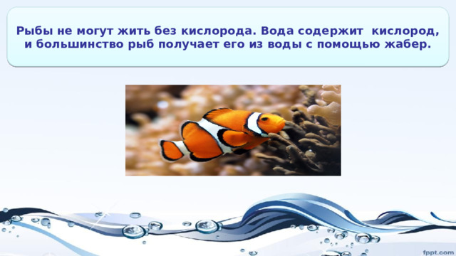 Рыбы не могут жить без кислорода. Вода содержит кислород, и большинство рыб получает его из воды с помощью жабер. 