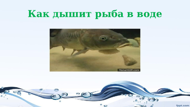 Как дышит рыба в воде 