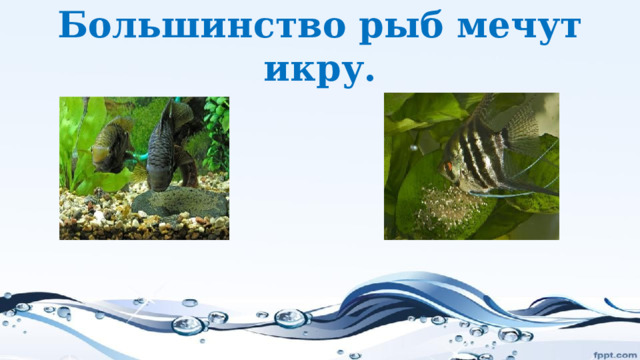 Большинство рыб мечут икру. 