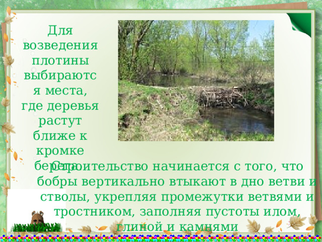Для возведения плотины выбираются места, где деревья растут ближе к кромке берега. Строительство начинается с того, что бобры вертикально втыкают в дно ветви и стволы, укрепляя промежутки ветвями и тростником, заполняя пустоты илом, глиной и камнями 