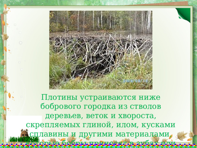 Плотины устраиваются ниже бобрового городка из стволов деревьев, веток и хвороста, скрепляемых глиной, илом, кусками сплавины и другими материалами, которые бобры приносят в зубах или передних лапах 