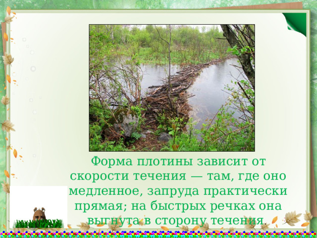 Форма плотины зависит от скорости течения — там, где оно медленное, запруда практически прямая; на быстрых речках она выгнута в сторону течения . 