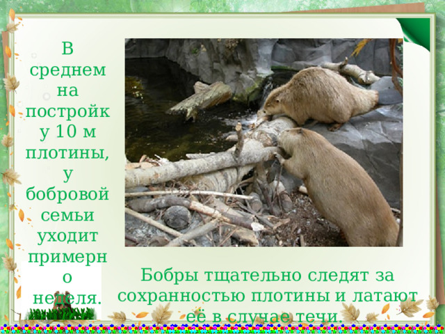 В среднем на постройку 10 м плотины, у бобровой семьи уходит примерно неделя. Бобры тщательно следят за сохранностью плотины и латают её в случае течи. 
