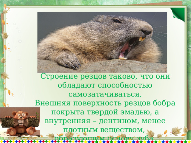 Строение резцов таково, что они обладают способностью самозатачиваться.  Внешняя поверхность резцов бобра покрыта твердой эмалью, а внутренняя – дентином, менее плотным веществом, образующим основу зуба. 