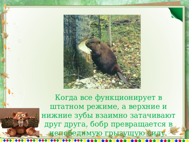 Когда все функционирует в штатном режиме, а верхние и нижние зубы взаимно затачивают друг друга, бобр превращается в непобедимую грызущую силу. 