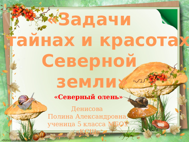 «Задачи о тайнах и красотах Северной земли» «Северный олень» Денисова Полина Александровна, ученица 5 класса МБОУ «КСШ» 