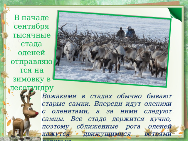 В начале сентября тысячные стада оленей отправляются на зимовку в лесотундру. Вожаками в стадах обычно бывают старые самки. Впереди идут оленихи с оленятами, а за ними следуют самцы. Все стадо держится кучно, поэтому сближенные рога оленей кажутся движущимися ветвями деревьев. 