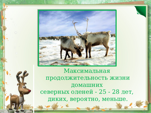 Максимальная продолжительность жизни домашних северных оленей - 25 - 28 лет, диких, вероятно, меньше. 