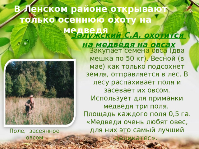 В Ленском районе открывают только осеннюю охоту на медведя Залужский С.А. охотится на медведя на овсах Закупает семена овса (два мешка по 50 кг). Весной (в мае) как только подсохнет земля, отправляется в лес. В лесу распахивает поля и засевает их овсом. Использует для приманки медведя три поля. Площадь каждого поля 0,5 га. «Медведи очень любят овес, для них это самый лучший деликатес». Поле, засеянное овсом 