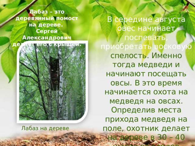Лабаз – это деревянный помост на дереве. Сергей Александрович делает его с крышей. В середине августа овес начинает поспевать, приобретать восковую спелость. Именно тогда медведи и начинают посещать овсы. В это время начинается охота на медведя на овсах. Определив места прихода медведя на поле, охотник делает на дереве в 30 – 40 шагах от следов медведя лабаз. Лабаз на дереве 
