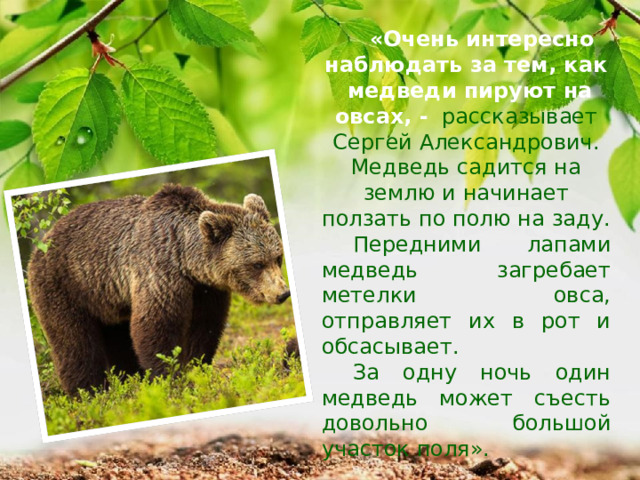 «Очень интересно наблюдать за тем, как медведи пируют на овсах, -  рассказывает Сергей Александрович. Медведь садится на землю и начинает ползать по полю на заду. Передними лапами медведь загребает метелки овса, отправляет их в рот и обсасывает. За одну ночь один медведь может съесть довольно большой участок поля». 