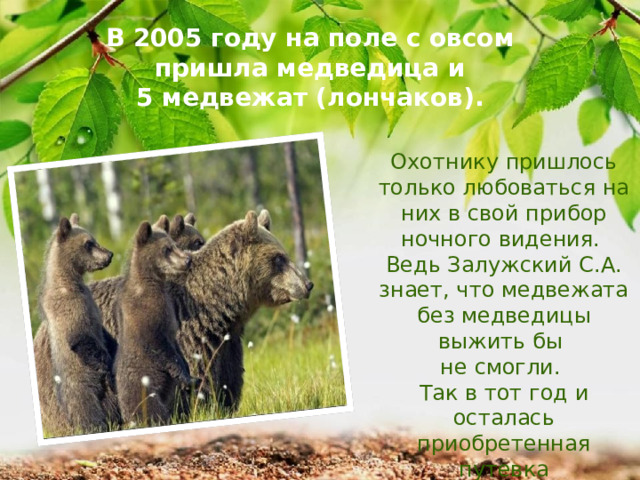 В 2005 году на поле с овсом пришла медведица и  5 медвежат (лончаков).  Охотнику пришлось только любоваться на них в свой прибор ночного видения. Ведь Залужский С.А. знает, что медвежата без медведицы выжить бы не смогли. Так в тот год и осталась приобретенная путевка неиспользованной. 