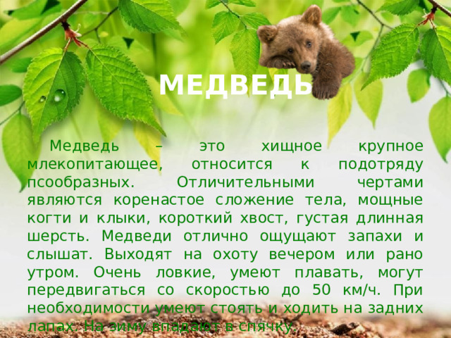 МЕДВЕДЬ  Медведь – это хищное крупное млекопитающее, относится к подотряду псообразных. Отличительными чертами являются коренастое сложение тела, мощные когти и клыки, короткий хвост, густая длинная шерсть. Медведи отлично ощущают запахи и слышат. Выходят на охоту вечером или рано утром. Очень ловкие, умеют плавать, могут передвигаться со скоростью до 50 км/ч. При необходимости умеют стоять и ходить на задних лапах. На зиму впадают в спячку. 