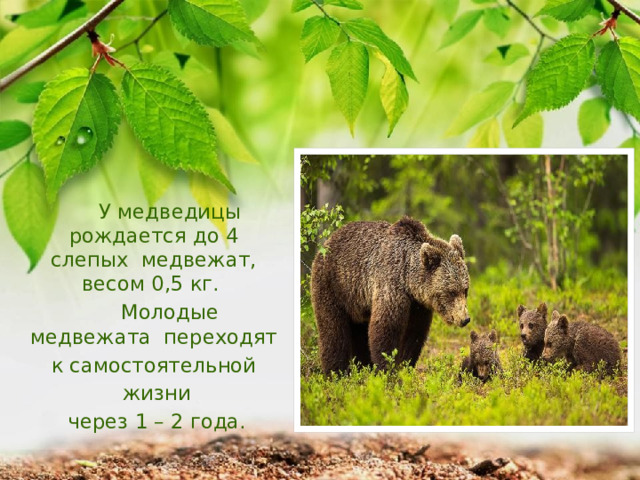  У медведицы рождается до 4 слепых медвежат, весом 0,5 кг.  Молодые медвежата переходят к самостоятельной  жизни  через 1 – 2 года. 