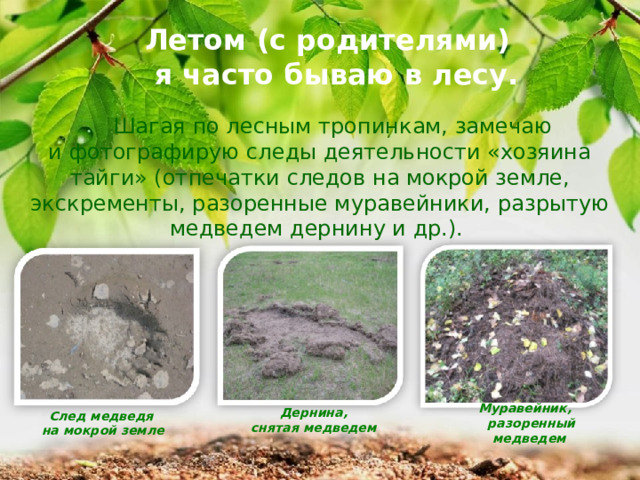 Летом (с родителями)  я часто бываю в лесу.  Шагая по лесным тропинкам, замечаю и фотографирую следы деятельности «хозяина тайги» (отпечатки следов на мокрой земле, экскременты, разоренные муравейники, разрытую медведем дернину и др.). Дернина, снятая медведем Муравейник,  разоренный медведем След медведя  на мокрой земле 