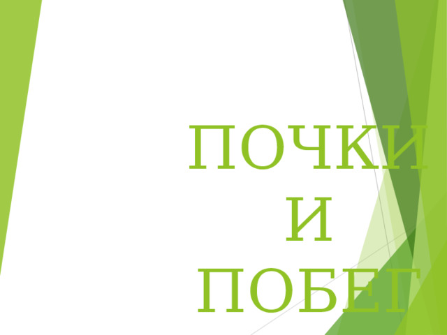 ПОЧКИ И ПОБЕГ 