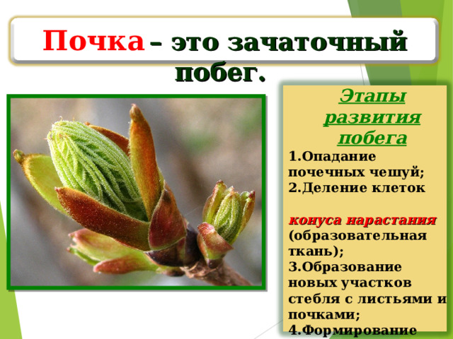 Почка  – это зачаточный побег. Этапы развития побега Опадание почечных чешуй; Деление клеток конуса нарастания (образовательная ткань); Образование новых участков стебля с листьями и почками; Формирование покровной, основной, механической и проводящей тканей нового побега.  