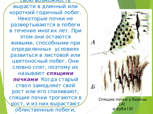 Не все почки реализуют свою возможность вырасти в длинный или короткий годичный побег. Некоторые почки не развертываются в побеги в течение многих лет. При этом они остаются живыми, способными при определенных условиях развиться в листовой или цветоносный побег. Они словно спят, поэтому их называют спящими почками . Когда старый ствол замедляет свой рост или его спиливают, спящие почки трогаются в рост, и из них вырастают облиственные побеги, образуя пневую поросль Спящие почки у березы ( А ) и дуба ( Б ) 