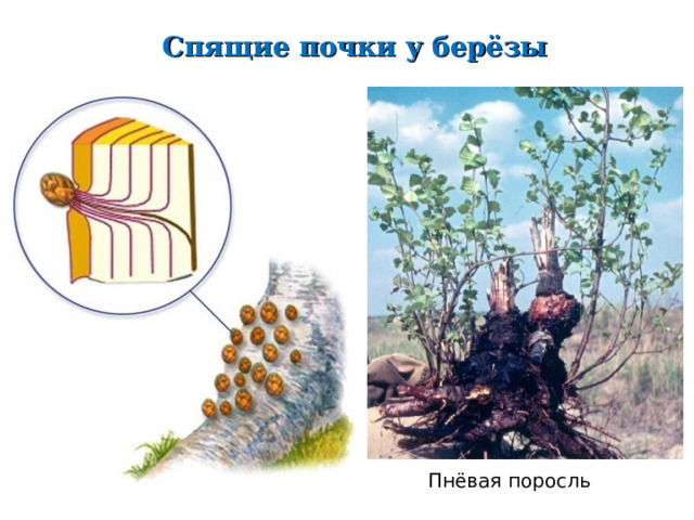 Спящие почки у берёзы Пнёвая поросль 