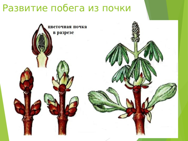 Развитие побега из почки 