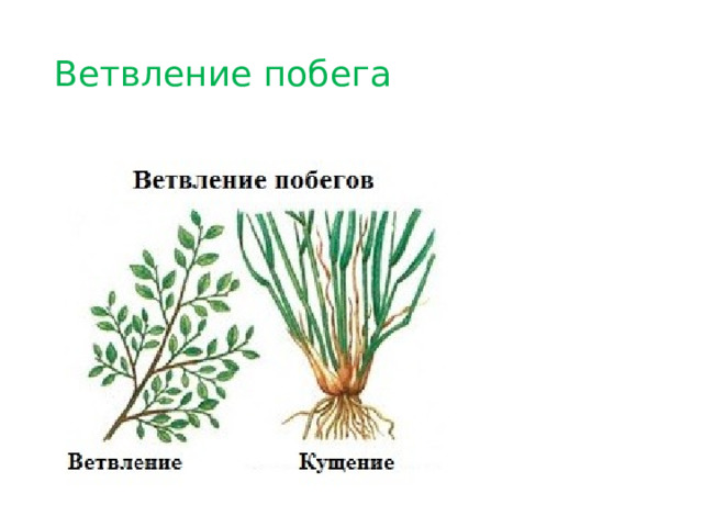 Ветвление побега 
