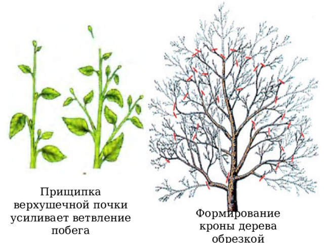Прищипка верхушечной почки усиливает ветвление побега Формирование кроны дерева обрезкой 