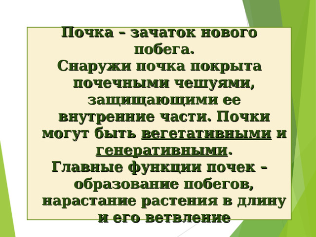 Почка – зачаток нового побега. Снаружи почка покрыта почечными чешуями, защищающими ее внутренние части. Почки могут быть вегетативными и генеративными . Главные функции почек – образование побегов, нарастание растения в длину и его ветвление 