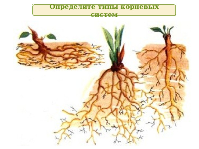 Определите типы корневых систем 