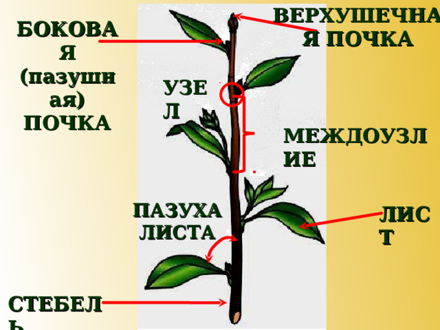 ВЕРХУШЕЧНАЯ ПОЧКА БОКОВАЯ (пазушная) ПОЧКА УЗЕЛ МЕЖДОУЗЛИЕ ПАЗУХА ЛИСТА ЛИСТ СТЕБЕЛЬ 